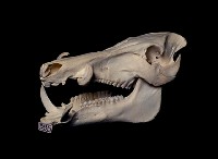 藏品(野豬頭骨)的圖片